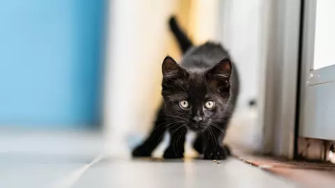Black kitten playing in a Blue Cross centre. The kitten looks ready to pounce.
